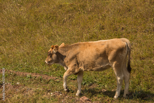 Multicolored cows eating grass on pasture in Dombai national nature reserve