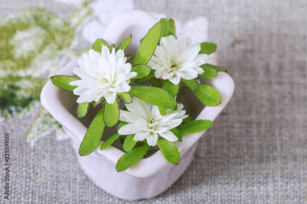 Tiny white daisy flowers in ceramic pot. Tiny white daisy flowers in ceramic pot.