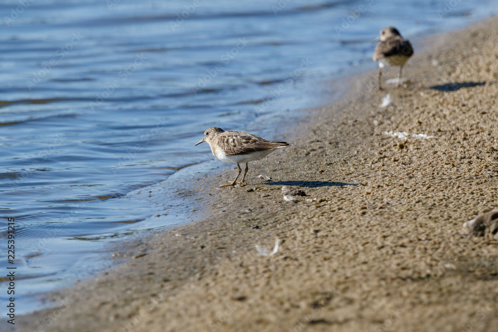 Temminck’s Stint (Calidris temminckii). Temminck’s Stint (Calidris temminckii).
