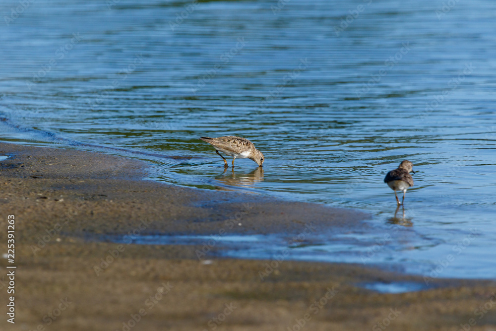 Temminck’s Stint (Calidris temminckii). Temminck’s Stint (Calidris temminckii).