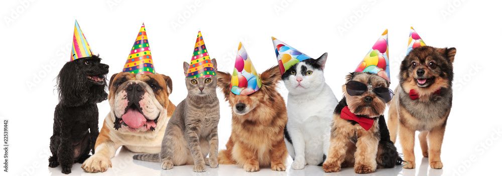 group of seven adorable cats and dogs on birthday party - obrazy, fototapety, plakaty 
