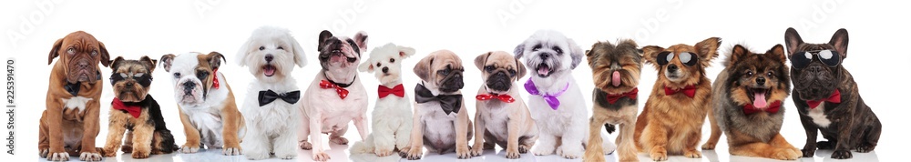 many elegant dogs of different breeds wearing bowties many elegant dogs of different breeds wearing bowties