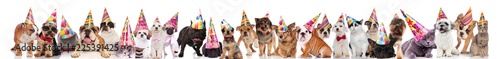 adorable team of many party pets with birthday caps