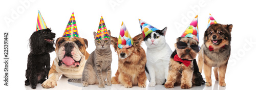 group of seven adorable cat...