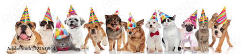 adorable cats and dogs attending a birthday party