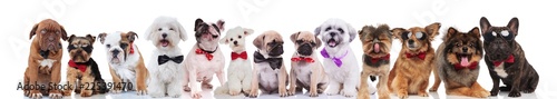 many elegant dogs of different breeds wearing bowties