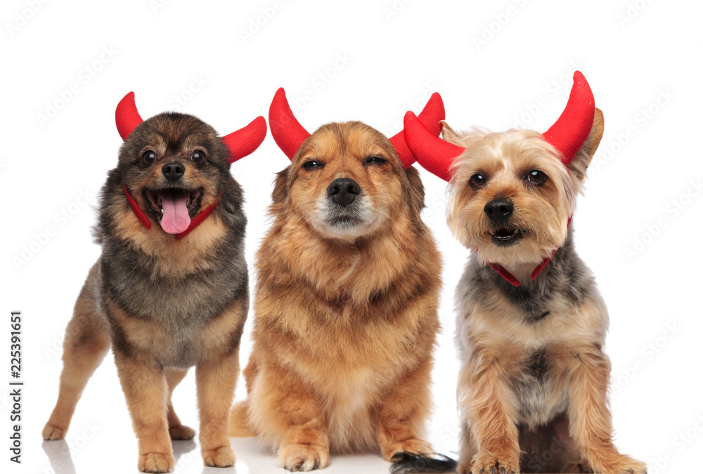 adorable group of pomeranian, metis and terrier dressed as devils