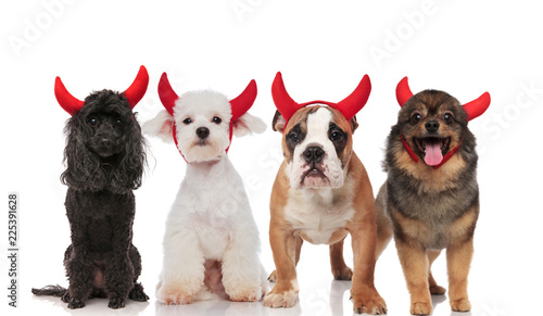 lovely group of four cute dogs dressed as devils