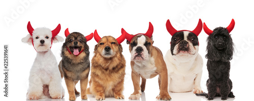group of funny dogs of different breeds wearing red horns