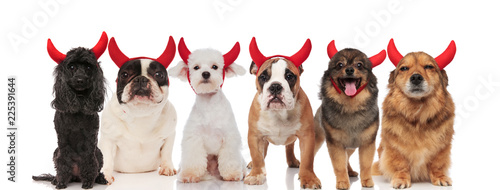 large team of six cute dogs dressed as devils