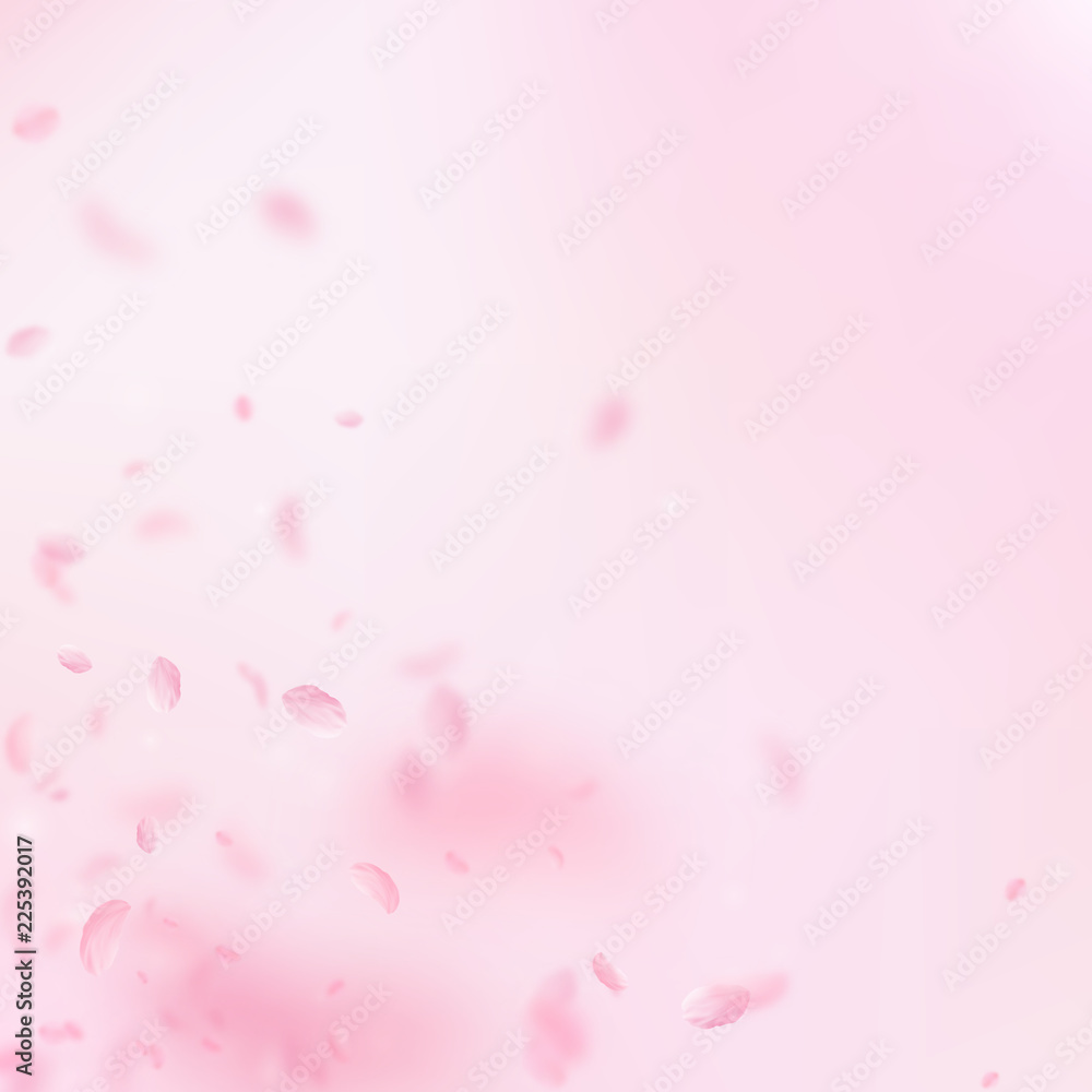 6686487 Sakura petals falling down. Romantic pink flowers corner. Flying petals on pink square background. L