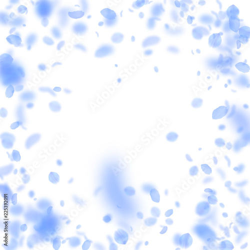Dark blue flower petals falling down. Excellent romantic flowers vignette. Flying petal on white squ