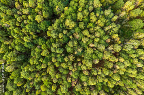 Green summer autumn forest aerial view