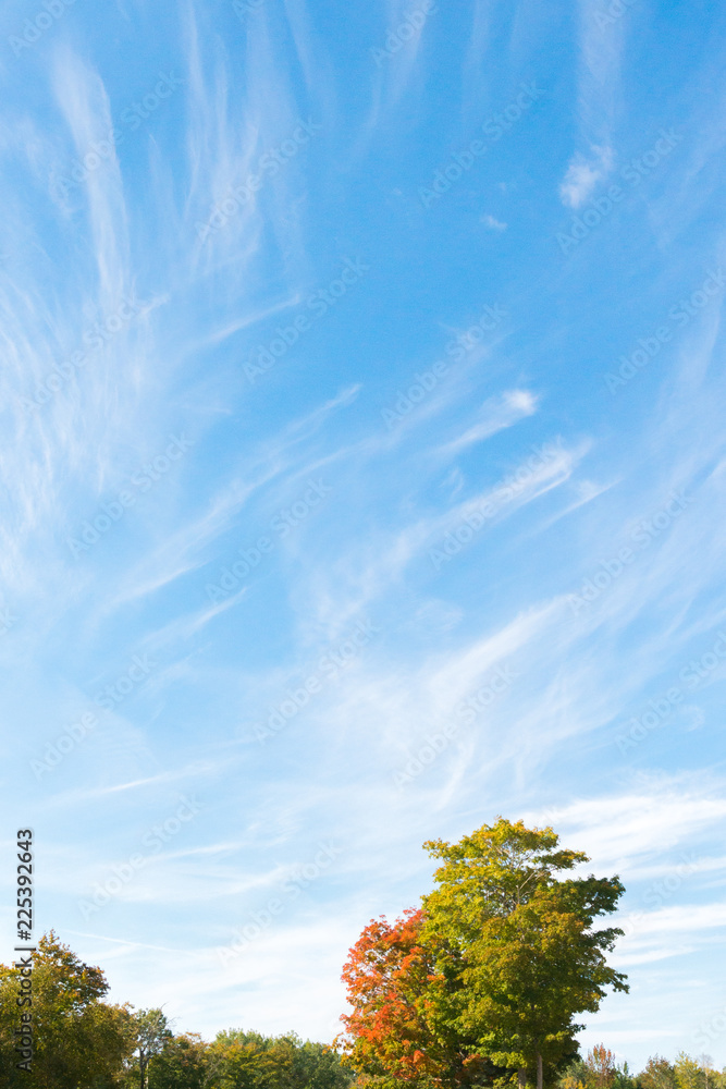 Blue sky, trees and white cirrus cloud background Blue sky, trees and white cirrus cloud background