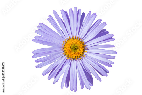 Fototapeta Naklejka Na Ścianę i Meble -  Aster alpinus isolated on white background,Aster alpinus purple violet flowers in bloom