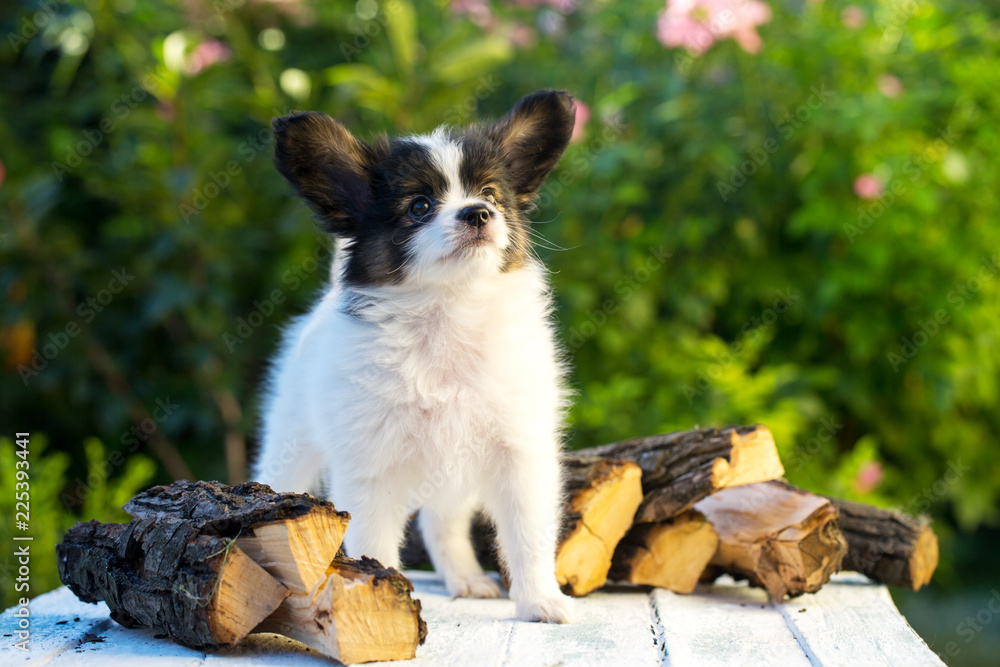 Obraz premium Puppy near the firewood