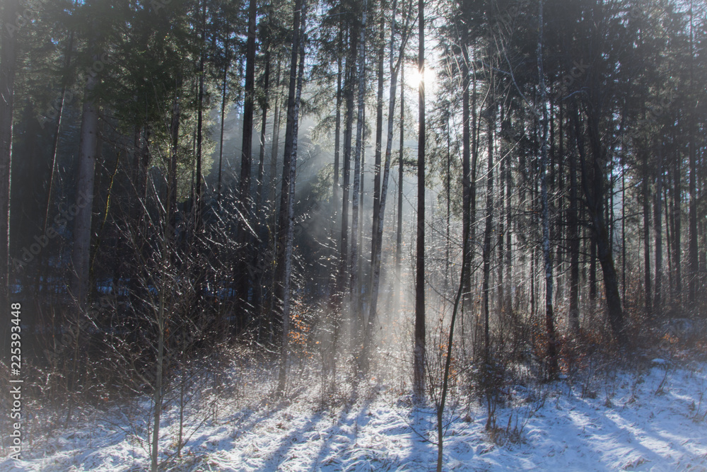 Fototapeta premium Im Wald