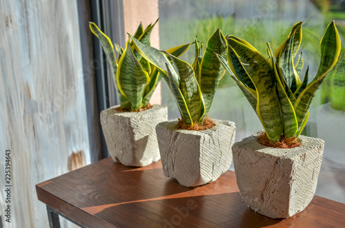 Three snake plants in creative clay pots on light grey grunge background photo