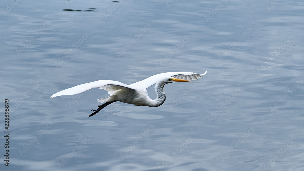 Bird in flight Bird in flight