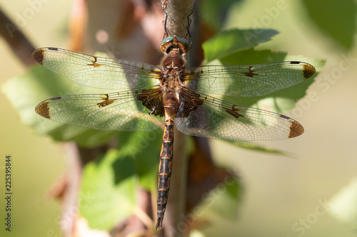 Dragonfly Prince Baskettail (Epitheca princeps) photo