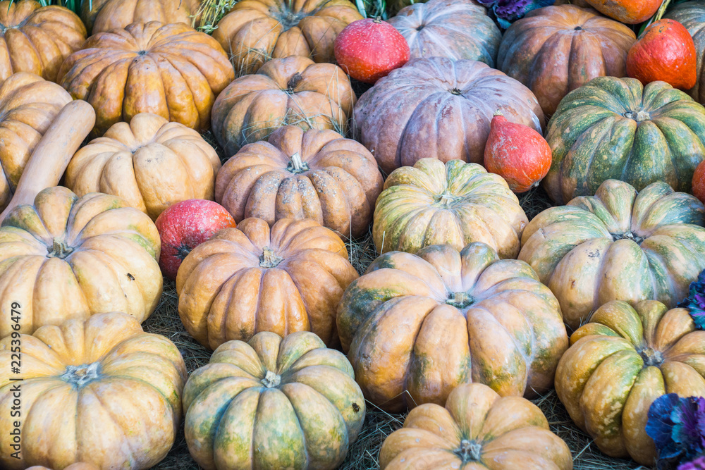 A lot of fresh pumpkins at the farm autumn festival on the eve of Halloween. Autumn harvest. A lot of fresh pumpkins at the farm autumn festival on the eve of Halloween. Autumn harvest.
