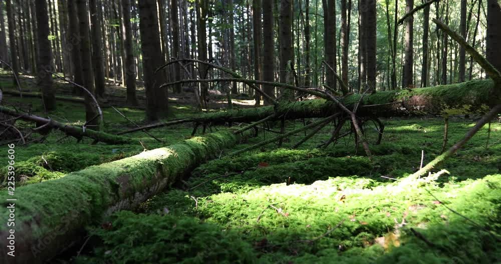 Old mossy fallen trees in the forest. Dolly slider equipment used. Old mossy fallen trees in the forest. Dolly slider equipment used.
