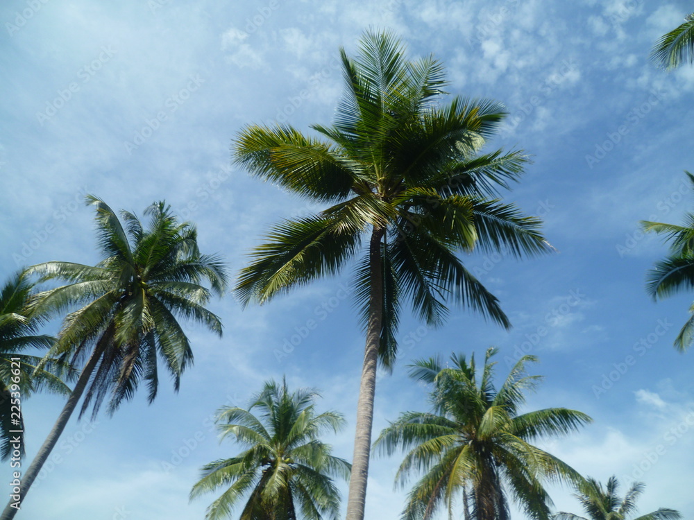 Palm