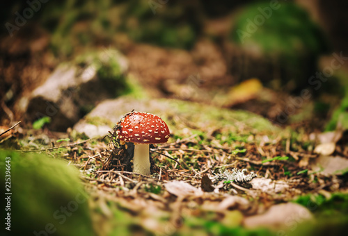 Small fly agarichas broken ...