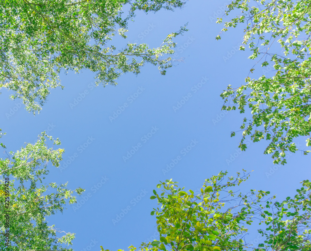 Fototapeta premium Green crown trees view from below into the sky. Green crown of trees against the sky. View of the sky through the trees from below