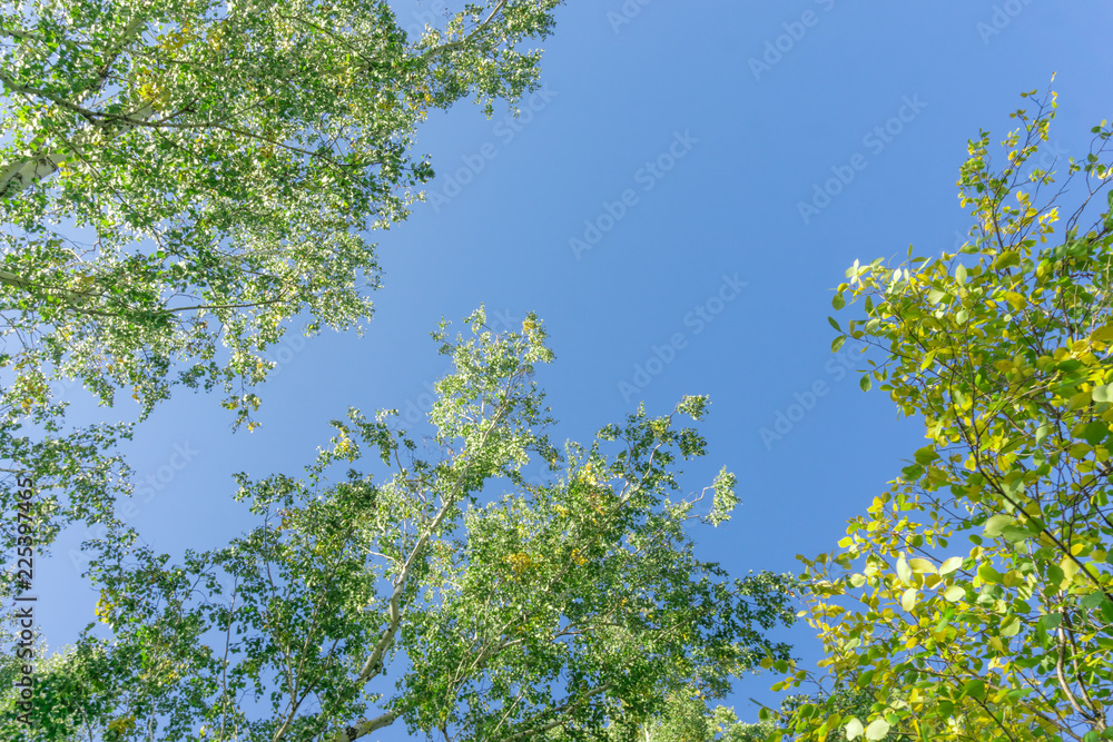 Green crown trees view from below into the sky. Green crown of trees against the sky. View of the sky through the trees from below Green crown trees view from below into the sky. Green crown of trees against the sky. View of the sky through the trees from below