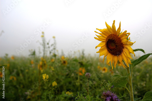 Sonnenblumen im Nebel