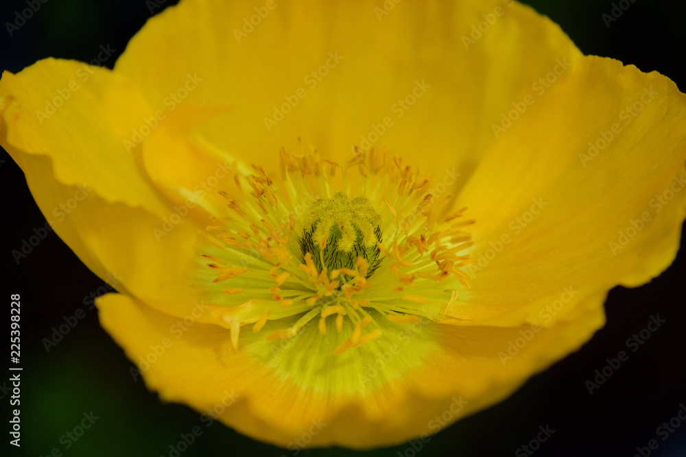 yellow poppy bloom yellow poppy bloom