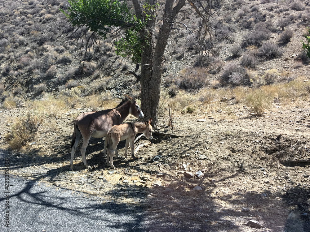 two donkeys are walking in the Mojave desert. California two donkeys are walking in the Mojave desert. California