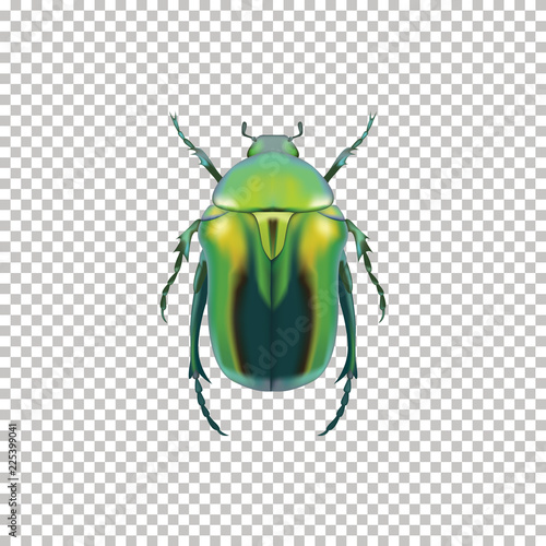 Realistic Green Beetle top view isolated on 
Transparent background. Vector illustration of realistic bronzed Beetle. Can Be Used As Insect Symbols.