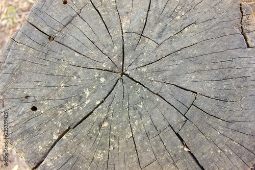 big old stump