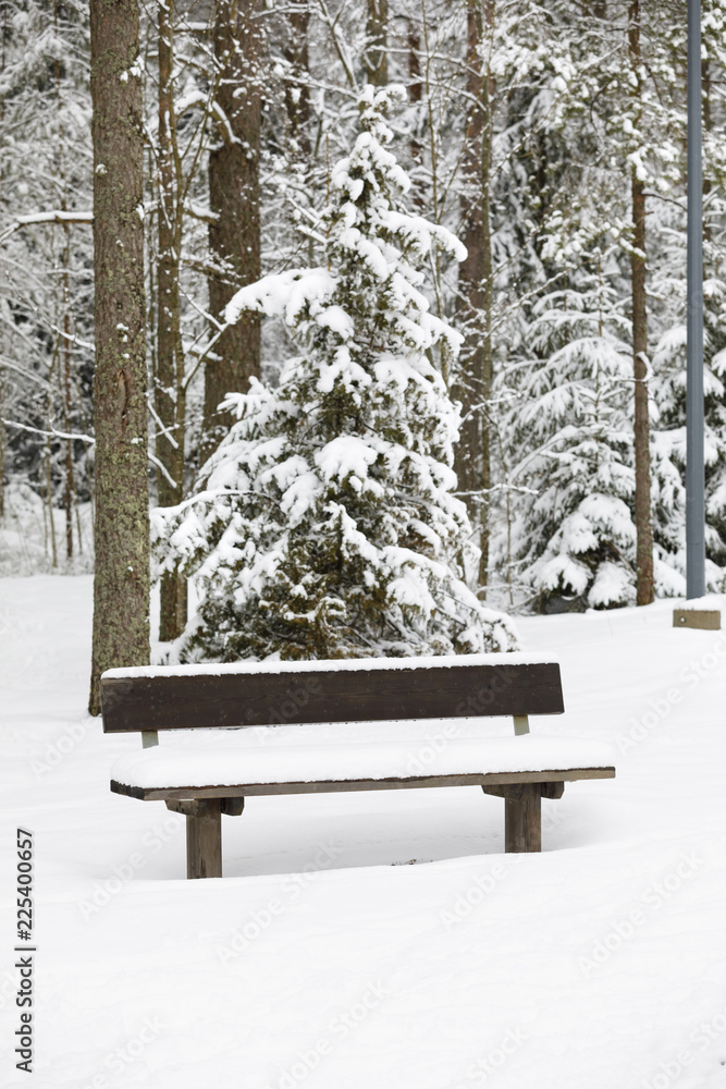 Bench in a forest covered with snow