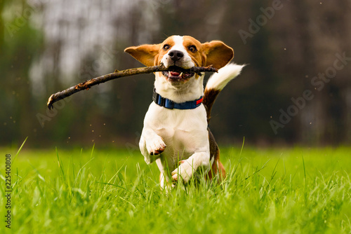 Canvas Print Dog Beagle with a stick on a green field during spring runs towards camera