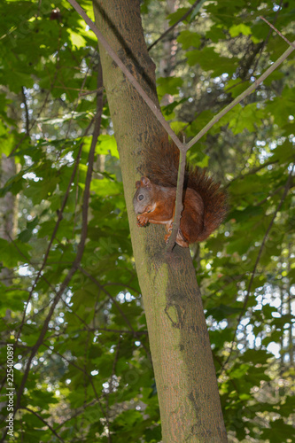 A squirrel on a branch eats a nut. © Mykola