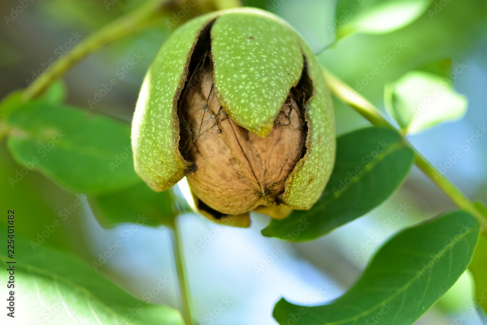 Harvesting in the home garden, ripe walnut. Ripe walnut on tree - autumn background. - obrazy, fototapety, plakaty 