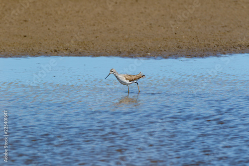 Marsh Sandpiper (Tringa stagnatilis). photo