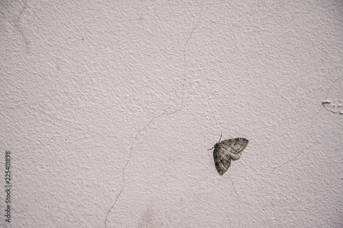 Moth on the white wall.