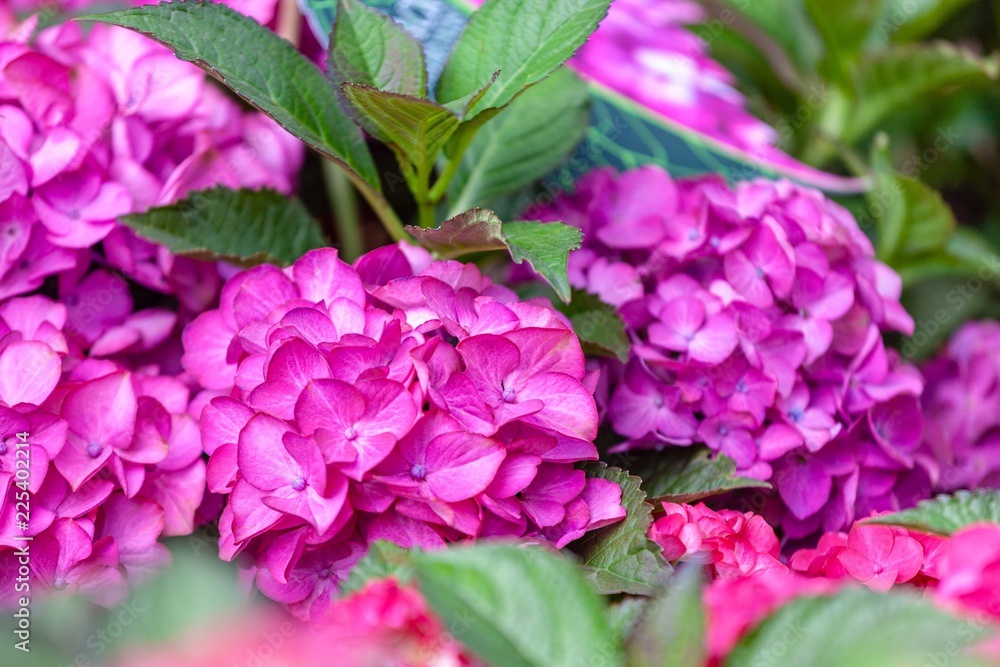 Purple hortensia flowers