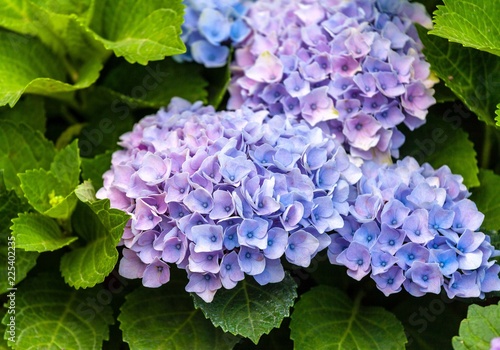 Purple hortensia flowers
