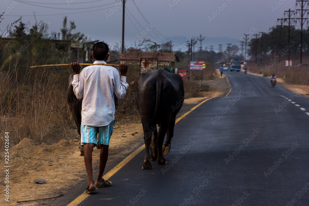 Obraz premium Man herding a couple of bullocks along a road (Bhiwandi, India)