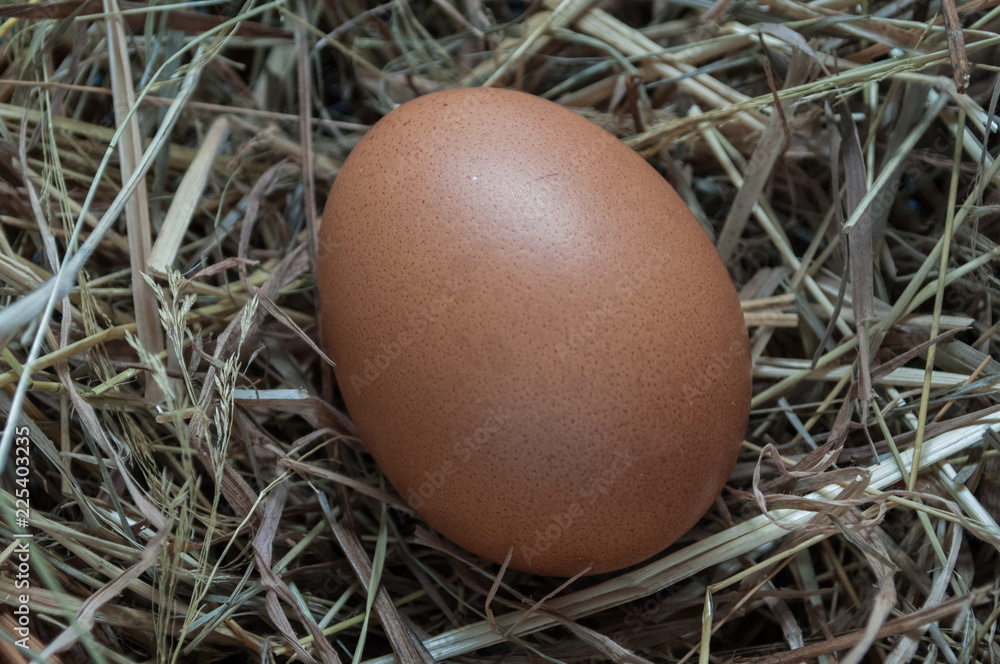 OEUF DE POULE OEUF DE POULE