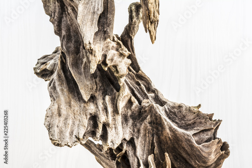 dry snag of a coniferous tree, old weathered relief wood on a white background, nature abstract