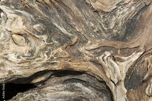texture of old weathered wood, dry snag of a coniferous tree, close up art abstract background