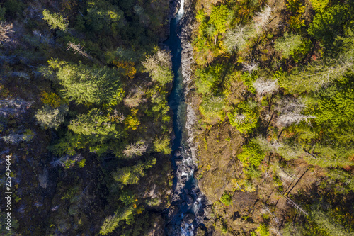 Aerial view of a river flowing through trees