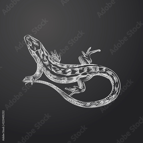 Hand Drawn Lizard Sketch Symbol isolated on chalkboard. Vector Amphibian and reptiles Element In Trendy Style