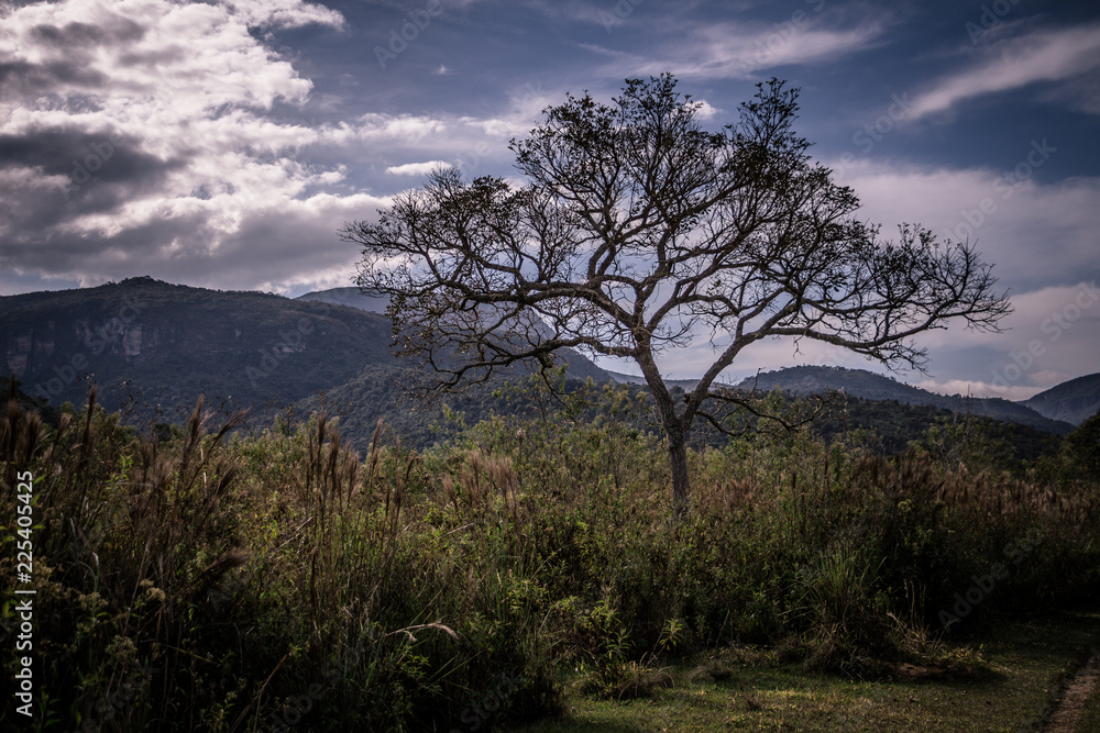 tree isolated in the forest with the sky behind